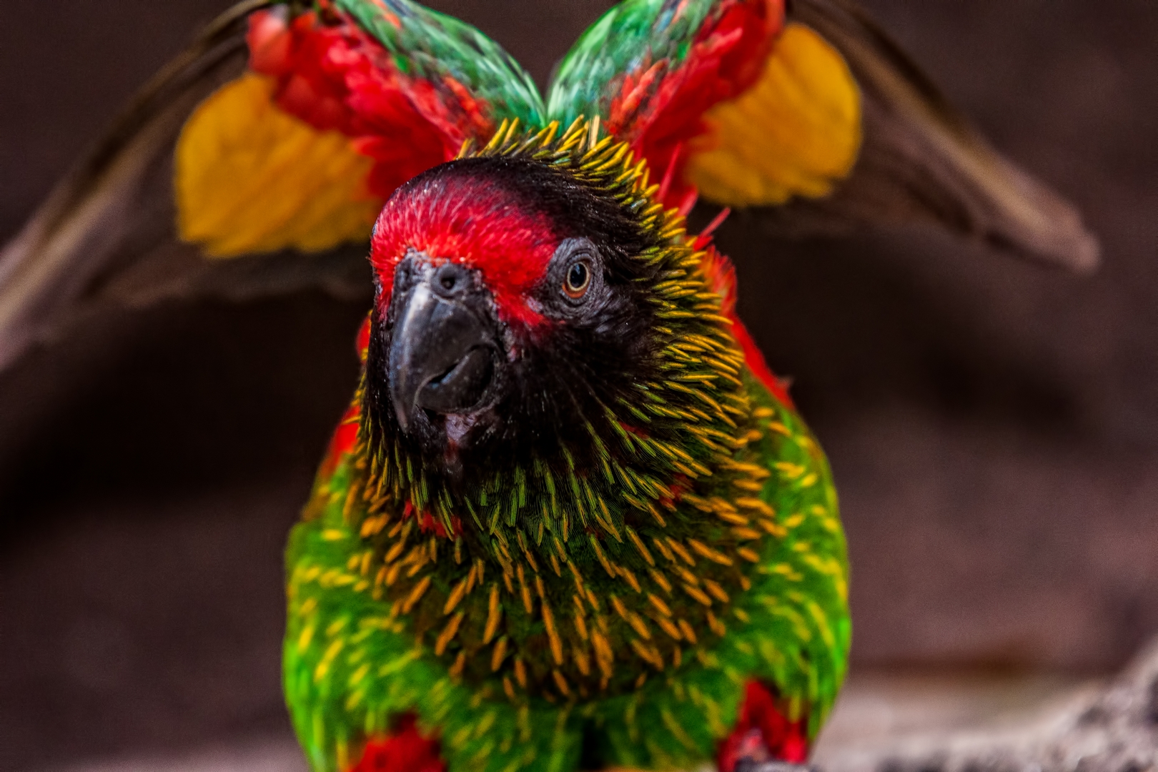 Tour Busch Gardens Tampa Bay Florida USA