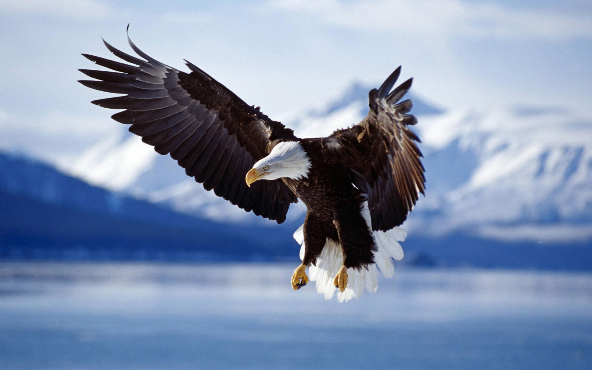 eagle seen onboard alaskan cruise ship