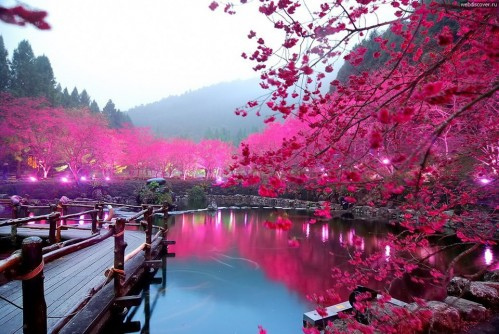 Japanese blossom flowers