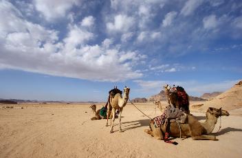camels in jordan
