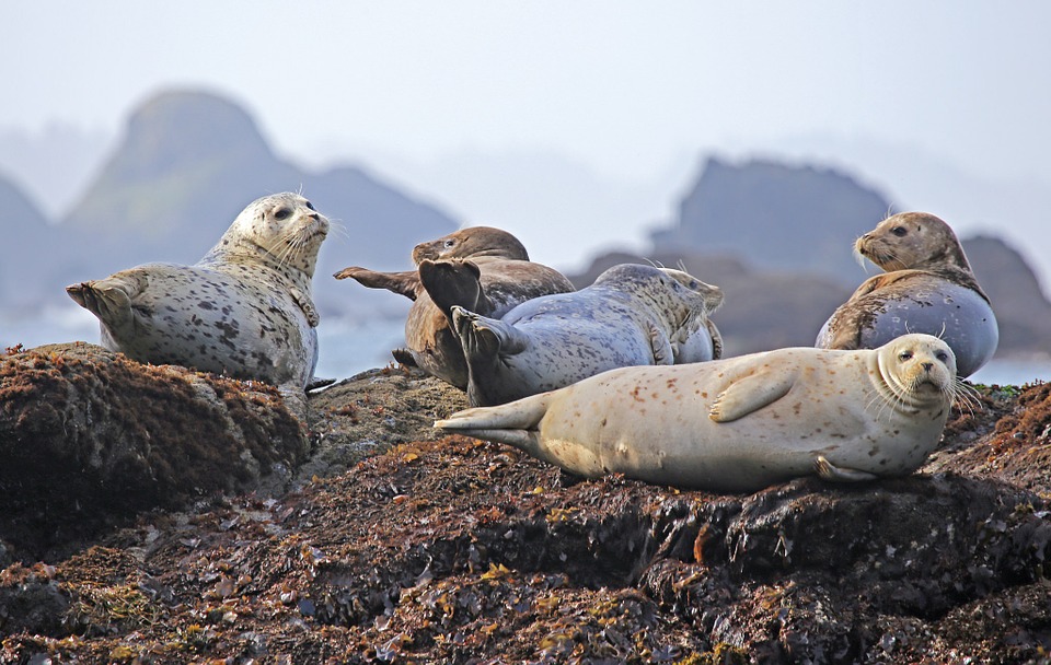 seals on rocks